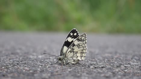 Lonely-butterfly-stands-on-the-road
