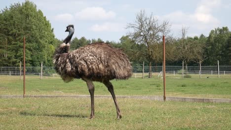 An-ostrich-walks-out-of-the-screen
