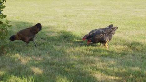 Flock-of-free-range-chickens-walking-through-grass-looking-for-food-to-eat