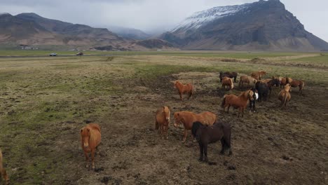 Icelandic-Horses-Aerial-Drone-Footage