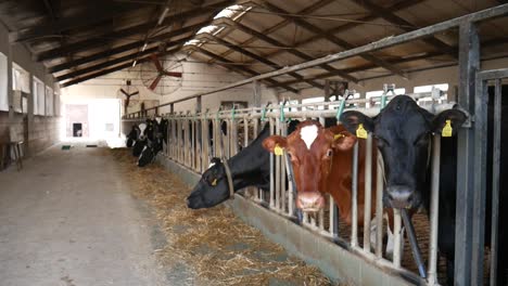Cows-in-the-cowshed-are-waiting-for-the-dinnner