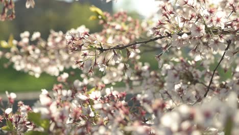 Closeup-view-of-cherry-blossoms-in-Kaunas-Nemunas-island-Park