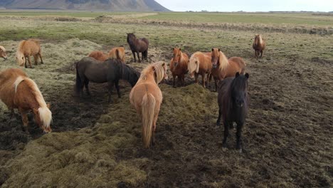 Icelandic-Horses-Aerial-Drone-Footage