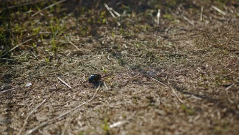 Tiny-dung-beetle-rolling-piece-of-crap-up-to-small-hillside,-static-view