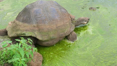 Galapagos-Schildkröte-Kommt-Ins-Wasser