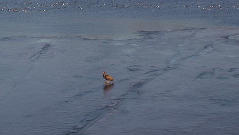 Sea-eagle-on-ice,-drone-aerial-view