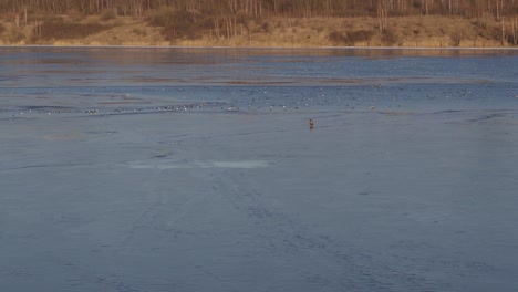 Sea-eagle-standing-on-ice,-drone-aerial-view