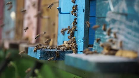 Working-bees-around-the-hive