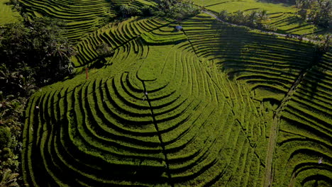 High-angle-view-of-rice-field-and-person-walking-in-between-the-rows-of-rice