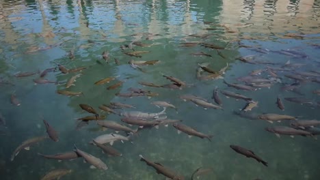 fishes-on-khalil-ibrahim,-this-artificial-lake-has-an-ancient-legend