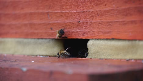 Bees-traffic-at-hive-entrance