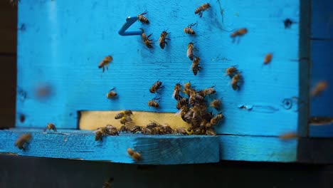 Bee-flying-towards-beehive-carrying-goodies