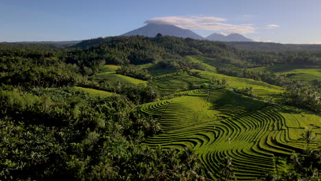 Asombroso-Paisaje-De-Bali-Con-Montaña-En-El-Fondo-Y-Jungla-Y-Campo-De-Arroz-En-Frente