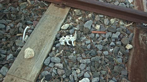 Gebleichte-Tierknochen-Auf-Einer-Verlassenen-Bahnstrecke-Mit-Rostigem-Orangefarbenem-Metall