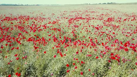 Aerial-close-up-view-of-red-poppy-flowers-blossoming-in-a-field