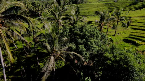 Bajo-Volando-Sobre-Hermosos-Campos-De-Arroz-Y-Palmeras-En-Bali