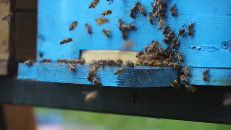 Lots-of-bee-swarming-around-the-hive