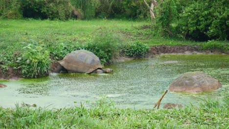 Galapagos-Schildkröte-Kommt-Ins-Wasser
