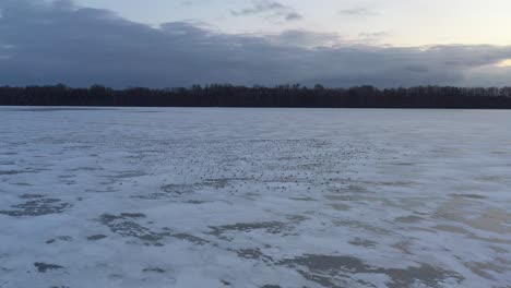 Birds-on-frozen-Kaunas-sea.-Lithuania-nature