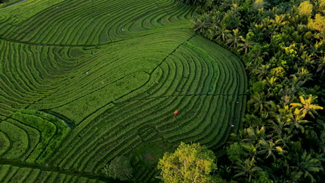 Lush-Green-Young-Rice-Fields-Surrounded-With-Coconut-Trees-In-Bali,-Indonesia