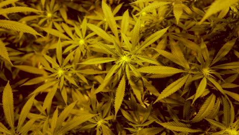 Marihuana-Blätter-In-Einem-Indoor-Anbau-Setup,-Das-Alle-Pflanzen-Zurückverfolgt