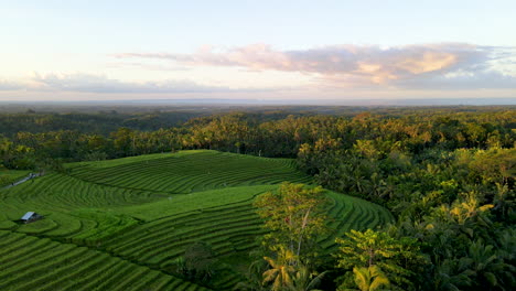 Natural-Green-Scenery-Of-The-Rice-Fields-Of-Agricultural-Land-In-Bali,-Indonesia---aerial-shot