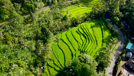 Sonniger-Tag-In-Tegallalang-Reisfeldern-Mit-Landstraße-In-Der-Nähe-Des-Dorfes-In-Ubud,-Bali,-Indonesien