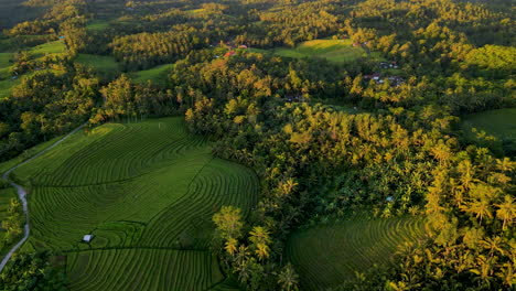 Landschaft-Von-Reisfeldern-Im-Grünen-Tal-In-West-Bali,-Indonesien