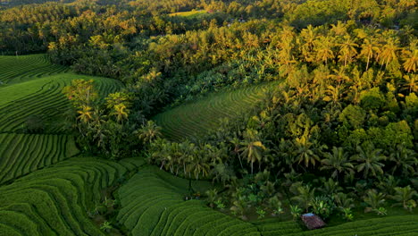 Amazing-Rice-Field-Terraces-Revealing-Shaggy-Forest-Palm-Trees-At-Sunset-In-Bali,-Indonesia