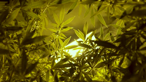 Hojas-De-Marihuana-Mostradas-Desde-Abajo-Dentro-De-Una-Carpa-De-Cultivo-Con-Luz-En-El-Fondo