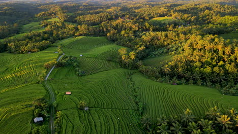 Aerial-View-Of-Organic-Rice-Plant-Growing-On-Rural-Land-Of-Bali-In-Indonesia