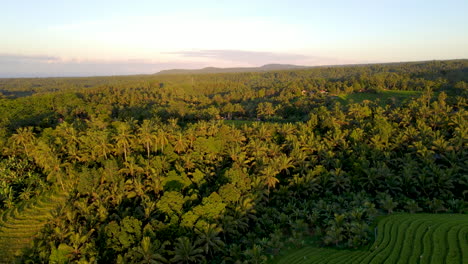 Densely-Coconut-Trees-On-Rainforest-With-Rice-Terraces-On-Sunrise-In-Bali,-Indonesia