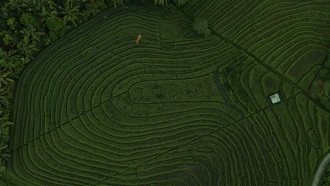 Top-Down-View-Of-Rice-Terraces-In-Bali,-Indonesia---aerial-shot