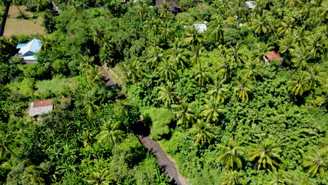 Landstraße-Zwischen-Dichten-Kokospalmen-In-Der-Nähe-Der-Stadt-West-Bali,-Indonesien