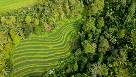 Amazing-View-Of-Green-Rice-Field-Terraces-With-Dense-Tropical-Forest-At-Summer-In-West-Bali,-Indonesia