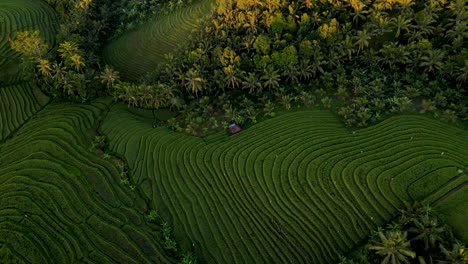 Top-View-Of-Green-Rice-Terraces-With-Thick-Forest-In-Bali,-Indonesia