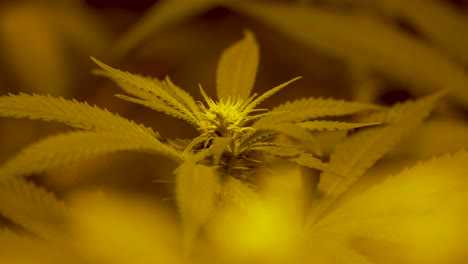 Close-up-shot-of-the-bud-on-a-marijuana-plant-inside-a-grow-room