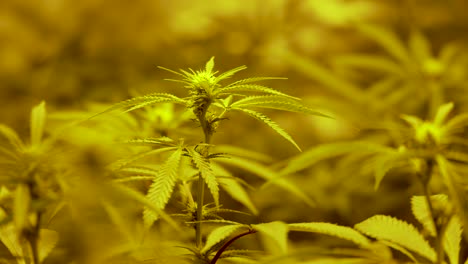 Marihuana-Blätter-Und-Knospen,-Die-In-Einem-Indoor-Wachstumsraum-Im-Wind-Wehen