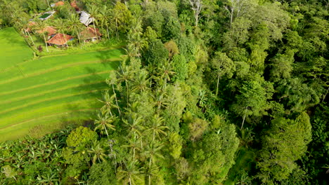 Reisterrassen-Umgeben-Von-Grünem-Wald-In-Bali,-Indonesien