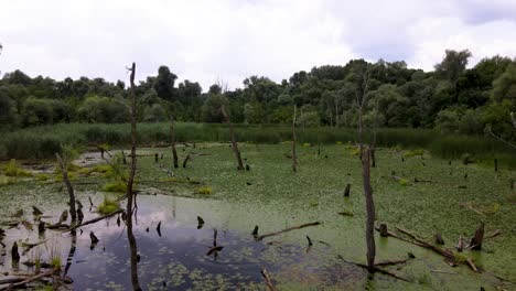 Green-scum-covered-pond-in-the-middle-of-forest-with-dead-trees