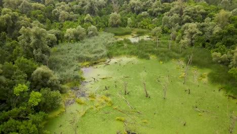 Small-pond-in-wetland-with-dead-trees-and-green-algae-on-surface