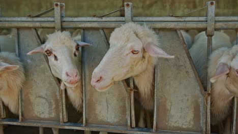 White-sheep-flock-behind-metal-fence-in-farmland,-handheld-view
