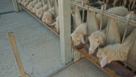 Flock-of-sheep-eating-special-food-inside-farmstead-building