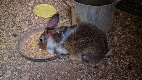 small-rabbit-eating-food-in-the-backyard