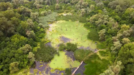 Aerial-view-green-scum-covered-pond-surrounded-by-thick-forest
