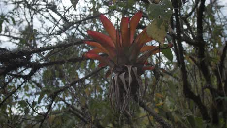 a-bromeliad-plant-in-an-old-forest