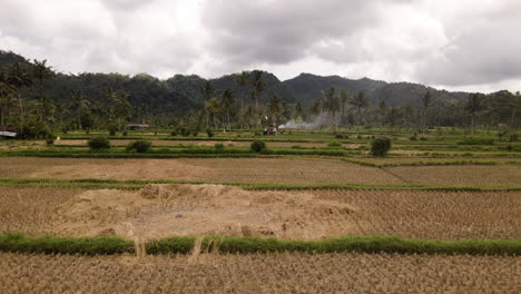 Fliegen-über-Abgeerntete-Reisfelder-In-Der-Nähe-Des-Ländlichen-Dorfes-In-Bali,-Indonesien