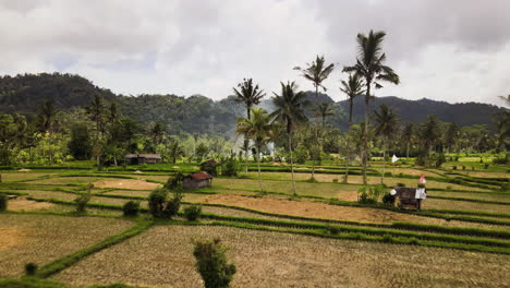 Rural-Fields-In-Bali-After-Harvesting-With-Lush-Green-Mountains-In-Background