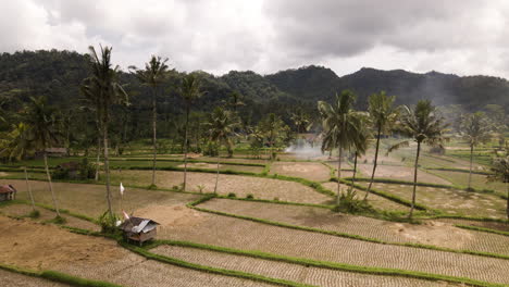 Campos-De-Arroz-Con-Palmeras-Y-Cabañas-De-Agricultores-Tradicionales-En-Bali,-Indonesia