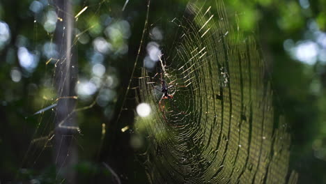 Spider-On-The-Web-With-Blurred-Background---close-up